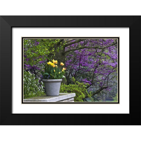 Ohio Potted tulips and redbud tree in garden Black Modern Wood Framed Art Print with Double Matting by Rotenberg, Nancy