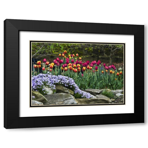 USA, Ohio Tulips and phlox in springtime garden Black Modern Wood Framed Art Print with Double Matting by Rotenberg, Nancy