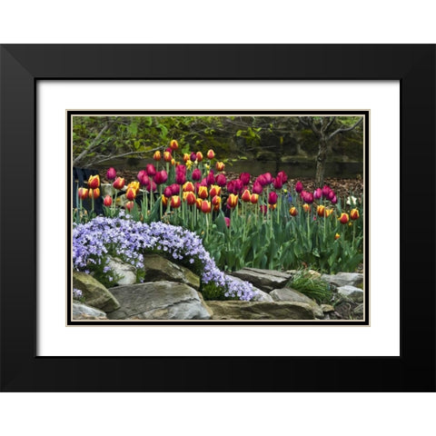 USA, Ohio Tulips and phlox in springtime garden Black Modern Wood Framed Art Print with Double Matting by Rotenberg, Nancy