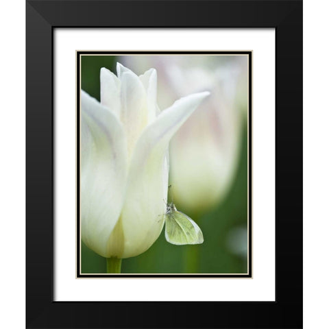 Ohio Sulphur butterfly on white tulip Black Modern Wood Framed Art Print with Double Matting by Rotenberg, Nancy