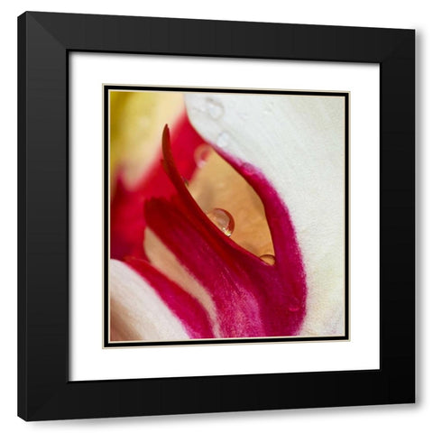 Ohio Tulip flower colors and rain drop Black Modern Wood Framed Art Print with Double Matting by Rotenberg, Nancy