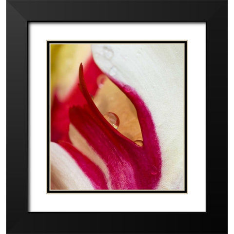 Ohio Tulip flower colors and rain drop Black Modern Wood Framed Art Print with Double Matting by Rotenberg, Nancy
