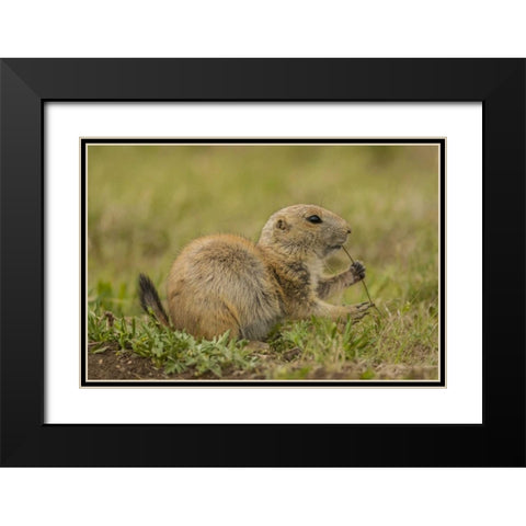 Oklahoma, Wichita Mts Black-tailed prairie dog Black Modern Wood Framed Art Print with Double Matting by Illg, Cathy and Gordon