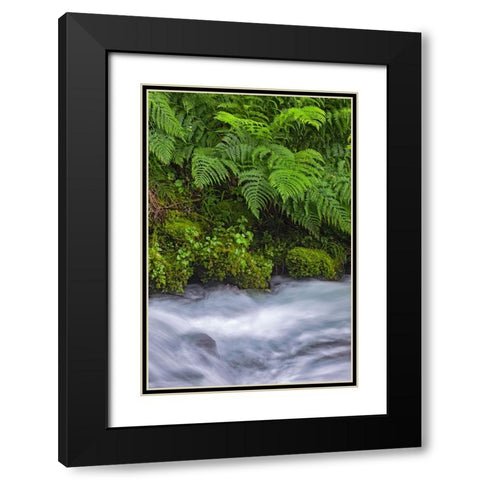 Ferns along cascade-Columbia River Gorge National Scenic Area-Oregon Black Modern Wood Framed Art Print with Double Matting by Jones, Adam