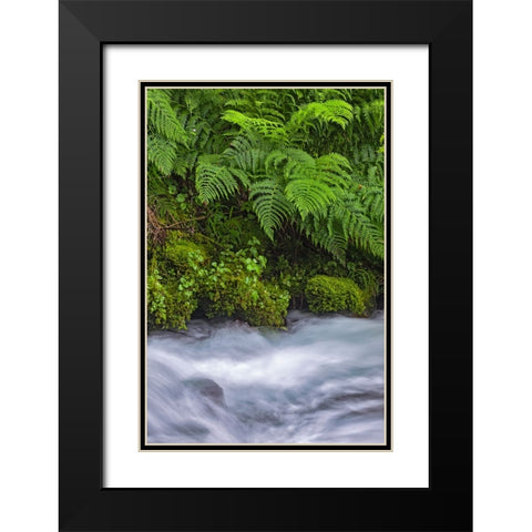 Ferns along cascade-Columbia River Gorge National Scenic Area-Oregon Black Modern Wood Framed Art Print with Double Matting by Jones, Adam