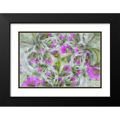 Doves Foot Geranium-Geranium molle-Columbia River Gorge-Oregon Black Modern Wood Framed Art Print with Double Matting by Jones, Adam