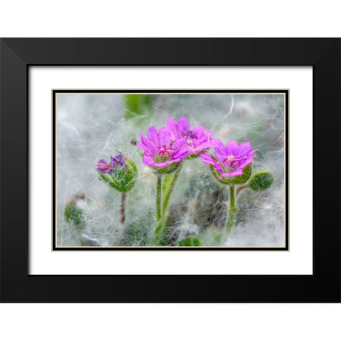 Doves Foot Geranium-Geranium molle-Columbia River Gorge-Oregon Black Modern Wood Framed Art Print with Double Matting by Jones, Adam