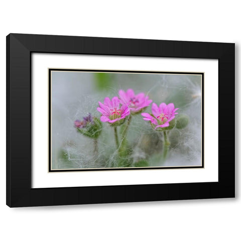 Doves Foot Geranium-Geranium molle-Columbia River Gorge-Oregon Black Modern Wood Framed Art Print with Double Matting by Jones, Adam