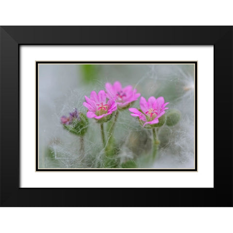 Doves Foot Geranium-Geranium molle-Columbia River Gorge-Oregon Black Modern Wood Framed Art Print with Double Matting by Jones, Adam