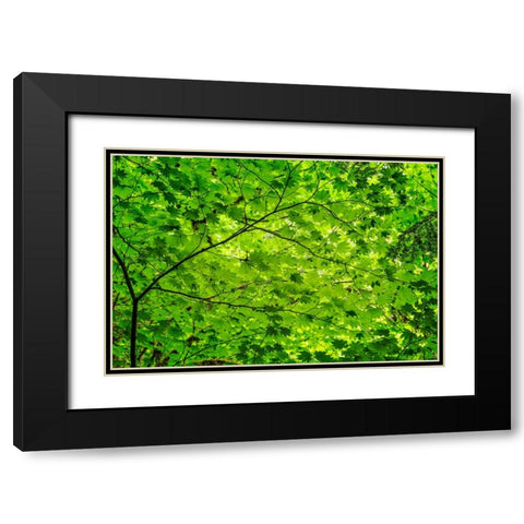 Pattern of green maple leaves-Columbia River Gorge National Scenic Area-Oregon Black Modern Wood Framed Art Print with Double Matting by Jones, Adam