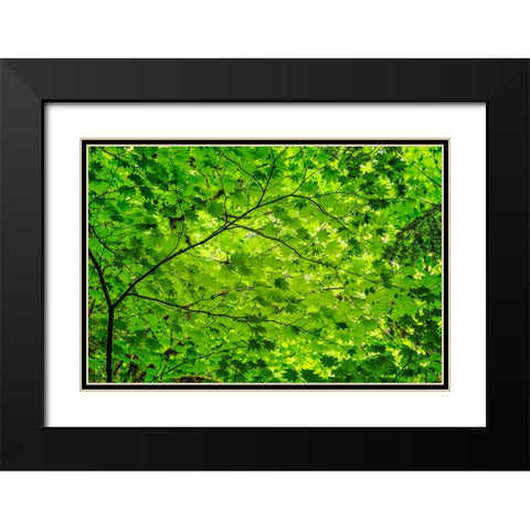 Pattern of green maple leaves-Columbia River Gorge National Scenic Area-Oregon Black Modern Wood Framed Art Print with Double Matting by Jones, Adam