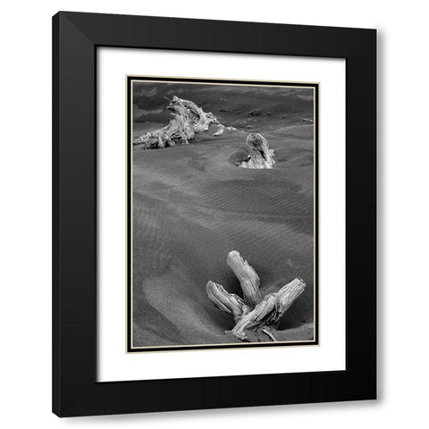 Eroded driftwood on beach-Bandon Beach-Oregon Black Modern Wood Framed Art Print with Double Matting by Jones, Adam