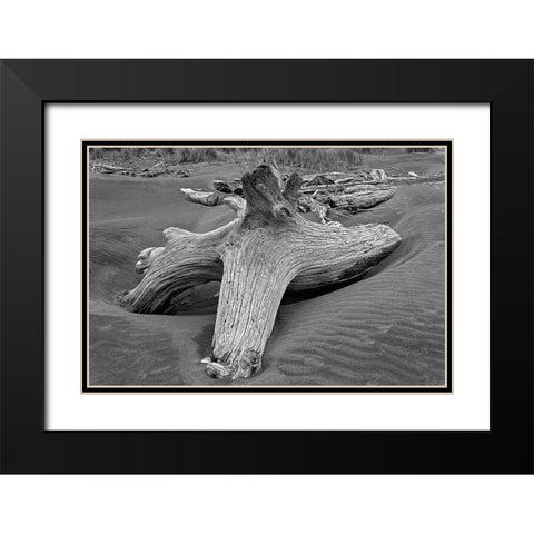 Geometric pattern in eroded driftwood-Bandon Beach-Oregon Black Modern Wood Framed Art Print with Double Matting by Jones, Adam