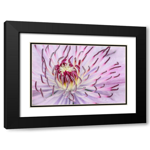 Close-up of clematis flower-Schreiner Iris Gardens-Salem-Oregon Black Modern Wood Framed Art Print with Double Matting by Jones, Adam