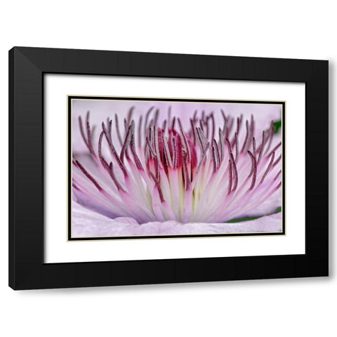 Close-up of clematis flower-Schreiner Iris Gardens-Salem-Oregon Black Modern Wood Framed Art Print with Double Matting by Jones, Adam