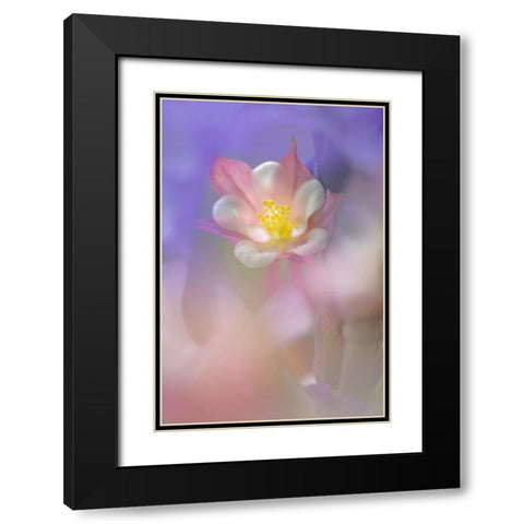 Soft focus Columbine flower-Salem-Oregon Black Modern Wood Framed Art Print with Double Matting by Jones, Adam