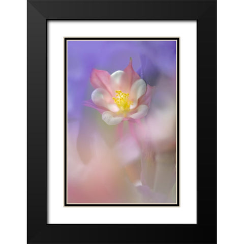 Soft focus Columbine flower-Salem-Oregon Black Modern Wood Framed Art Print with Double Matting by Jones, Adam