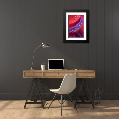 OR, pink and purple fuchsia with rain drops Black Modern Wood Framed Art Print with Double Matting by Rotenberg, Nancy