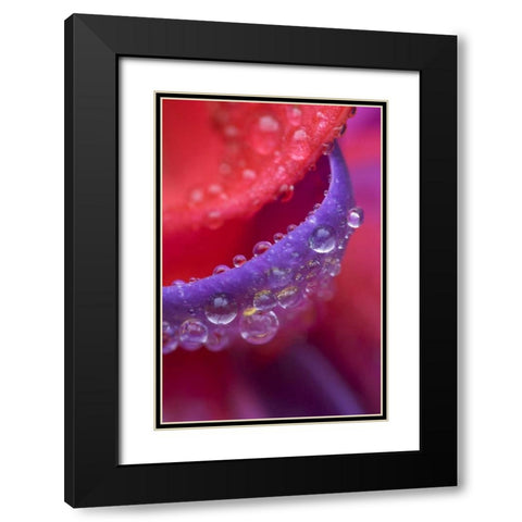 OR, pink and purple fuchsia with rain drops Black Modern Wood Framed Art Print with Double Matting by Rotenberg, Nancy