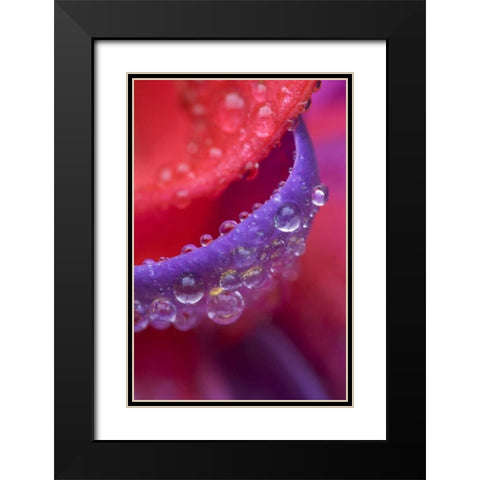 OR, pink and purple fuchsia with rain drops Black Modern Wood Framed Art Print with Double Matting by Rotenberg, Nancy