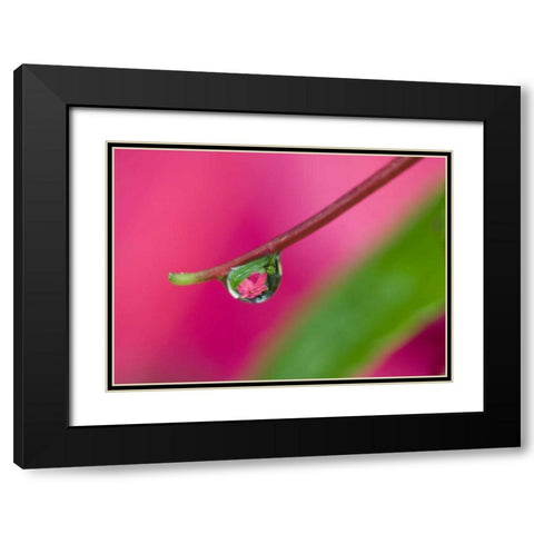 OR, Water droplet on New Guinea impatiens Black Modern Wood Framed Art Print with Double Matting by Rotenberg, Nancy