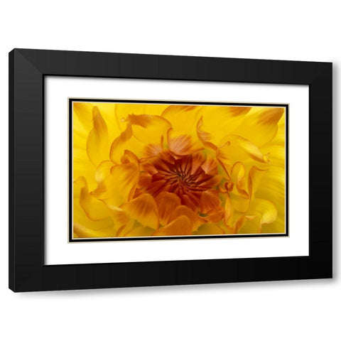 OR, Shore Acres Gardens, Yellow dahlia backlight Black Modern Wood Framed Art Print with Double Matting by Rotenberg, Nancy