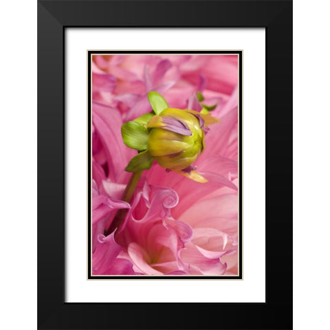 Oregon, Swan Island, Bud Sprouting From Dahlia Black Modern Wood Framed Art Print with Double Matting by Rotenberg, Nancy