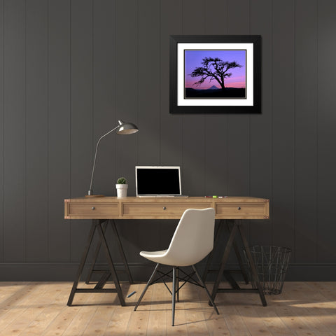 OR, Columbia Gorge, Pine tree framing Mount Hood Black Modern Wood Framed Art Print with Double Matting by Terrill, Steve