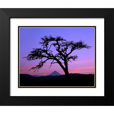 OR, Columbia Gorge, Pine tree framing Mount Hood Black Modern Wood Framed Art Print with Double Matting by Terrill, Steve