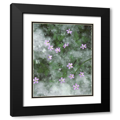 OR, Storksbill flowers surrounded by seeds Black Modern Wood Framed Art Print with Double Matting by Terrill, Steve
