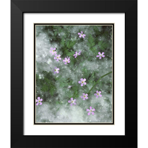OR, Storksbill flowers surrounded by seeds Black Modern Wood Framed Art Print with Double Matting by Terrill, Steve