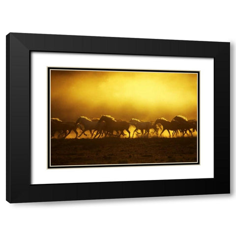 OR, Harney Co, Wild Kiger mustangs at sunrise Black Modern Wood Framed Art Print with Double Matting by Terrill, Steve