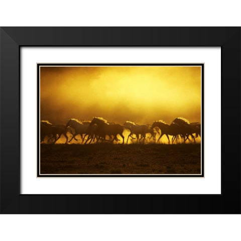 OR, Harney Co, Wild Kiger mustangs at sunrise Black Modern Wood Framed Art Print with Double Matting by Terrill, Steve