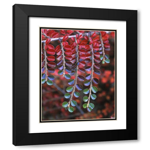 OR, Multnomah Co, Cotoneaster in fall colors Black Modern Wood Framed Art Print with Double Matting by Terrill, Steve