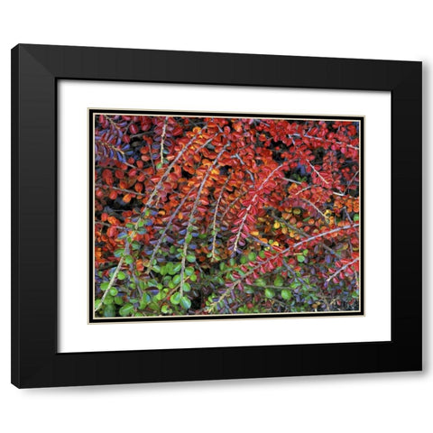 OR, Multnomah Co, Leaves of cotoneaster plant Black Modern Wood Framed Art Print with Double Matting by Terrill, Steve