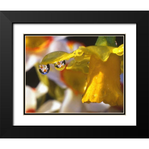 OR, Dewdrops clinging to daffodil petals Black Modern Wood Framed Art Print with Double Matting by Terrill, Steve