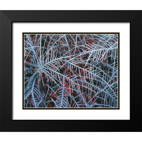 OR, Portland, Cotoneaster plant with berries Black Modern Wood Framed Art Print with Double Matting by Terrill, Steve