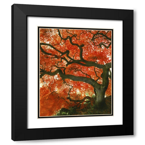 OR, Portland, Japanese maple tree in garden Black Modern Wood Framed Art Print with Double Matting by Terrill, Steve