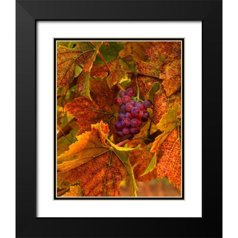 OR, Willamette Valley, Pinot noir grapes in fall Black Modern Wood Framed Art Print with Double Matting by Terrill, Steve