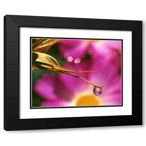 OR, Cosmos flower reflecting in dewdrop Black Modern Wood Framed Art Print with Double Matting by Terrill, Steve