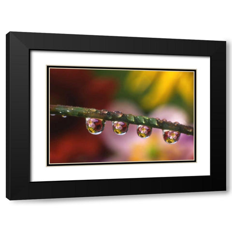 OR, Flower reflecting in dewdrops on grass Black Modern Wood Framed Art Print with Double Matting by Terrill, Steve