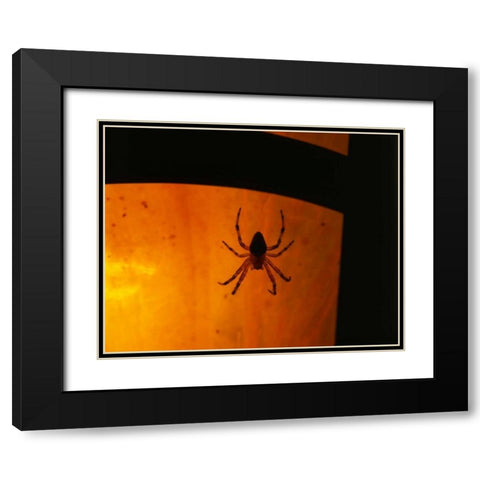 OR, Silhouette of European garden spider Black Modern Wood Framed Art Print with Double Matting by Terrill, Steve