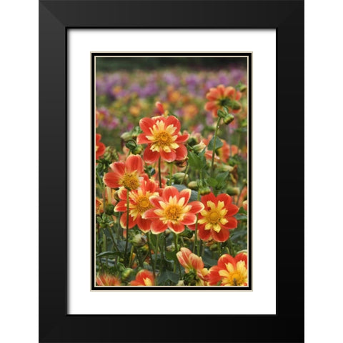 Oregon Field of dahlia flowers on Swan Island Black Modern Wood Framed Art Print with Double Matting by Rotenberg, Nancy