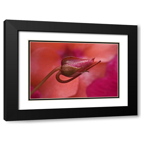 USA, Oregon Close-up of ose bud with dew Black Modern Wood Framed Art Print with Double Matting by Rotenberg, Nancy