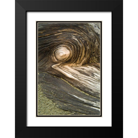USA, Oregon Stump pattern on beach Black Modern Wood Framed Art Print with Double Matting by Rotenberg, Nancy