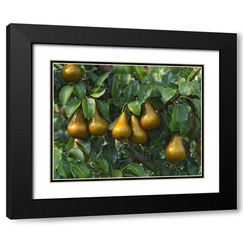 OR, Hood River Bosc pears ready for harvest Black Modern Wood Framed Art Print with Double Matting by Terrill, Steve
