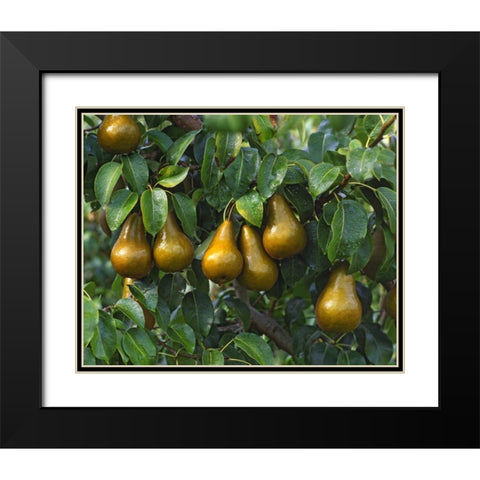 OR, Hood River Bosc pears ready for harvest Black Modern Wood Framed Art Print with Double Matting by Terrill, Steve