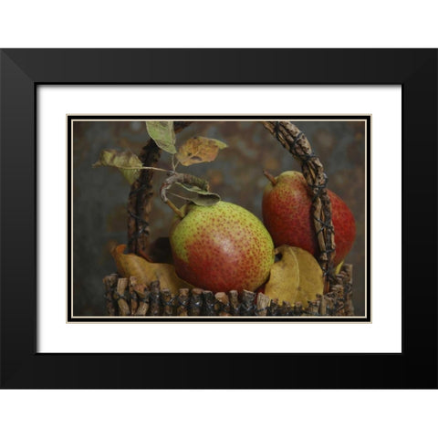 OR, Hood River Fresh-picked Forelle pears Black Modern Wood Framed Art Print with Double Matting by Terrill, Steve