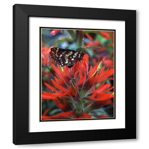 OR, Mt Hood NF Checkerspot butterfly on flower Black Modern Wood Framed Art Print with Double Matting by Terrill, Steve
