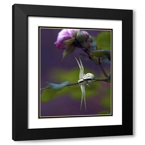 OR, Multnomah Co Crab spider on wild rose Black Modern Wood Framed Art Print with Double Matting by Terrill, Steve